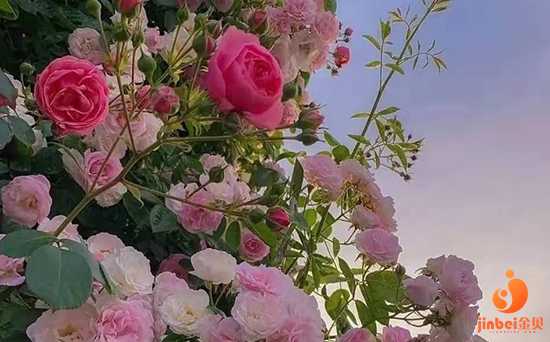 试管供卵套餐，试管之路我真的走的太痛苦了，失败了两次